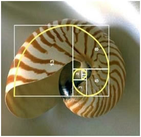Fig 11. Caracol Nautilus